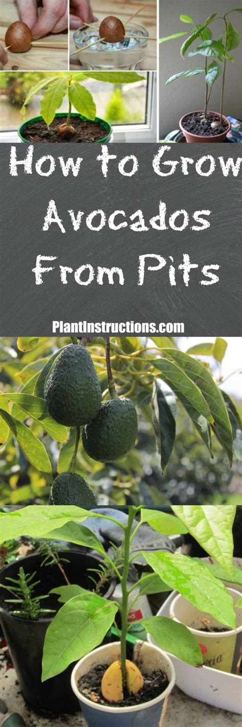 How To Grow Avocado Trees From Pits Grow Avocado From Pit Grow