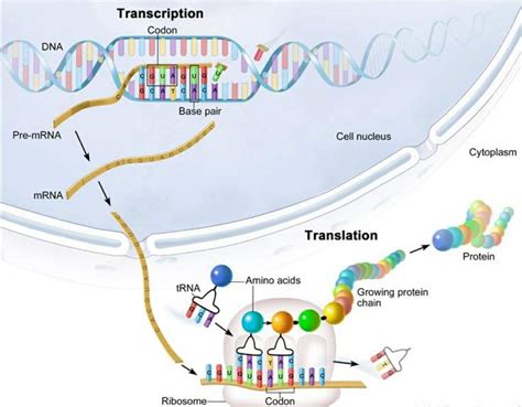 the processes of transcription and translation science amino