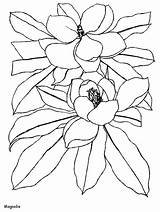 Coloring Magnolia Flowers Pages Flower Printable Coloringpagebook Fiori Advertisement Animated Disegni Coloringpages1001 Realistic sketch template