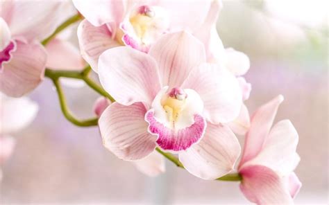 Orchid Pink Phalaenopsis Wallpaper Flowers Wallpaper