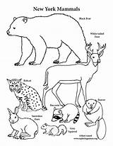 Coloring Mammals York State Pdf sketch template