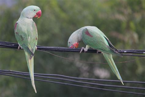 Indian Ringneck Parakeets 5 Interesting Facts About