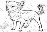 Chihuahua Coloring Pages Shaggy Kids Coat Long sketch template