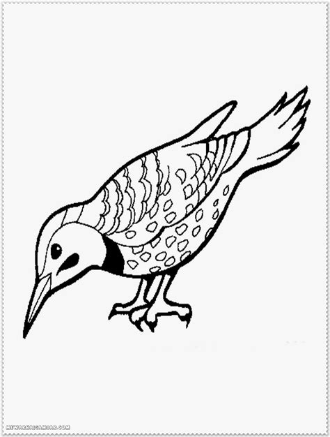 bird coloring pages realistic amp blogger design