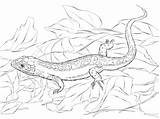 Coloring Lizard Sand Pages Printable Lizards Categories sketch template