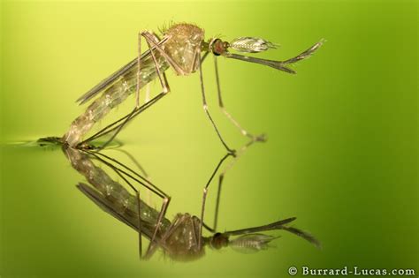 macro photography mosquitoes emerging