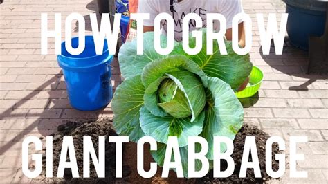 grow giant cabbage  containers complete guide youtube
