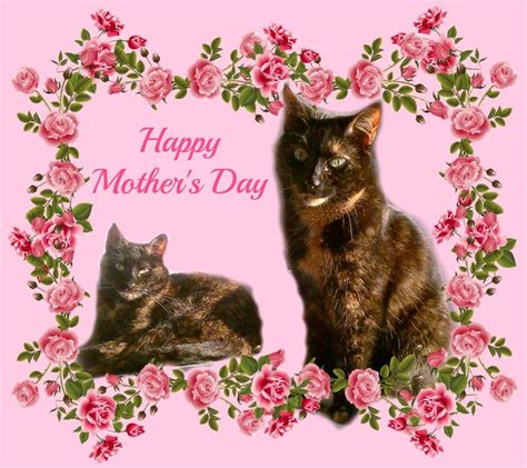 happy mothers day   conscious cat