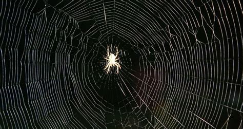 Spiders ‘tune’ Their Webs Just Like Guitar Strings Dangerous Minds