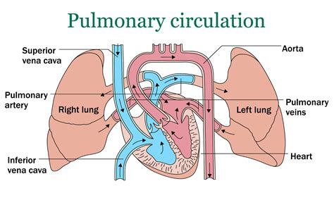 pulmonary circulation vector illustration  white background etsy