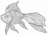 Colorare Poisson Goldfish Volwassenen Pesce Adulti Rosso Vettore Adultes Goudvis Outline Erwachsene Elegante Anti Adulte sketch template