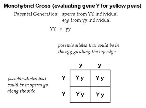 4 3 theoretical genetics sl hl 1 biology 5 ferguson