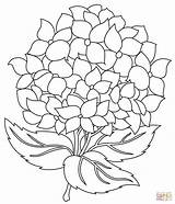 Coloring Hydrangea Pages Printable sketch template