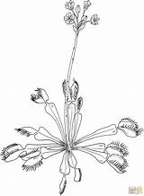Coloring Venus Flytrap Dionaea Fly Trap Muscipula Pages Drawing Printable Popular sketch template