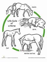 Life Cycle Cycles Worksheets Horse Science Animal Animals Kids Worksheet Mammals Vida Color Ciclo Grade Coloring Education Goat Stages Mammal sketch template