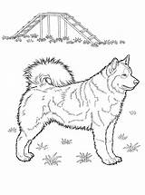 Coloring Pages Husky Dog Colorat Printable Caine Adult Desene Planse Animale Animal Coloringpagesforadult sketch template
