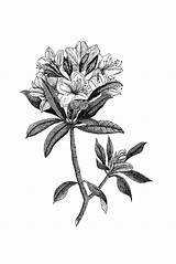 Rhododendron Botanical sketch template