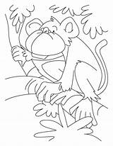 Monkey Coloring Howler Pages Drawing Face Crocodile Spider Getdrawings Sock Popular Library Clipart sketch template