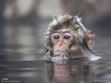 nat geo animal fotografii obezyan zhivotnye primaty