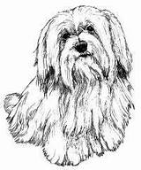 Coloring Pages Tzu Havanese Shih Dog Drawing Color Colouring Lhasa Apso Google Search Bichon Drawings Puppy Terrier Getcolorings Portraits Dogs sketch template