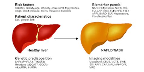 how nash and fatty liver effects daily functioning of the liver
