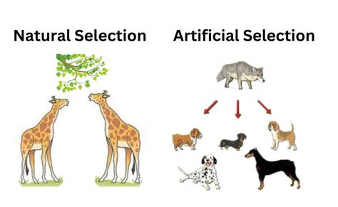 difference  natural selection  artificial selection
