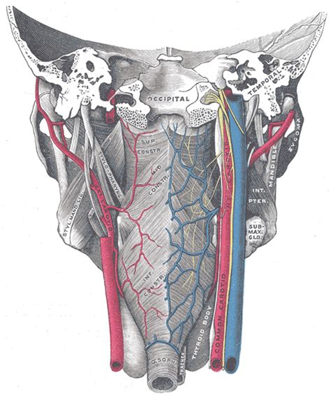 inferior pharyngeal constrictor muscle wikidoc