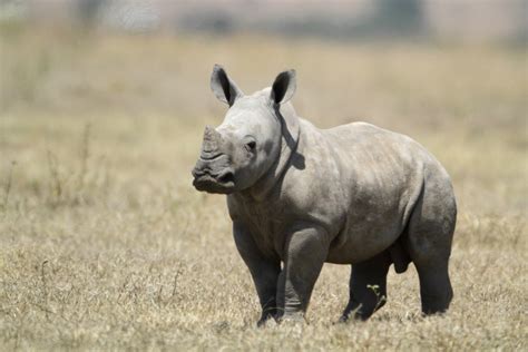 filewhite baby rhinojpg wikimedia commons