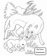 Wolf Coloring Pages Jam Getdrawings Animal sketch template