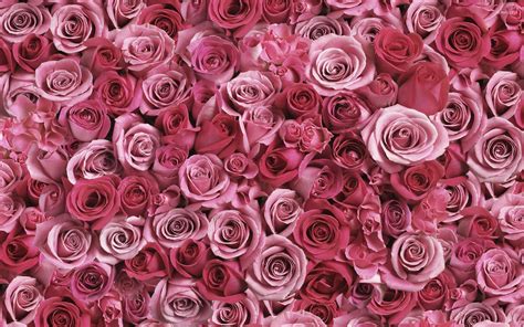 lot  pink roses wallpaper flower wallpapers