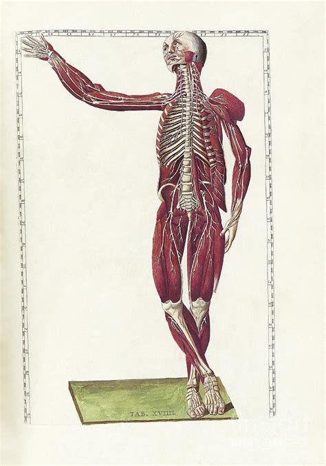 science  human anatomy digital art  national library  medicine fine art america