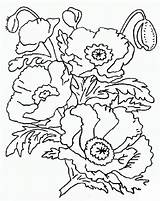 Colorat Maci Planse Coquelicot Amapolas Flori Malvorlage Mohn P15 Fleur Desene Primiiani Nounouduveron цветы Coloriages sketch template