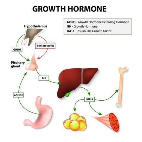 Growth Hormone Therapy Risks Cost Side Effects