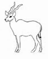 Coloring Eland Animal Pages sketch template