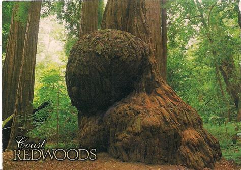 Postcards2lufra Redwood Burls