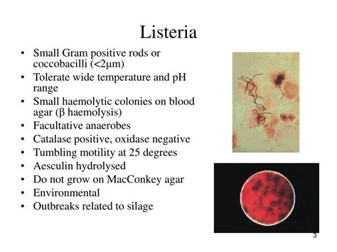 Ppt Gram Positive Rods Powerpoint Presentation Id 673143