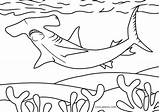 Shark Hammerhead Hai Malvorlagen Hammerhai Cool2bkids sketch template