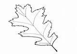 Oak Coloring Leaf Pages Leaves Getdrawings Getcolorings sketch template