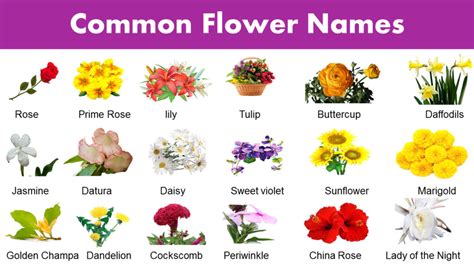 list  common flower names flower vocabulary grammarvocab