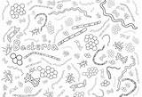 Coloring Microbe Bacteria Viruses Designlooter Amnh Protists sketch template