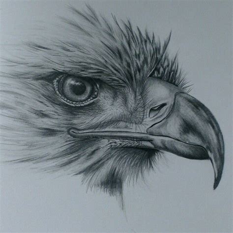 eagle drawing  pencil eagles pinterest eagle drawing pencil