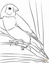 Finch Gouldian Coloring Bird Pages Bullfinches Finches Printable sketch template
