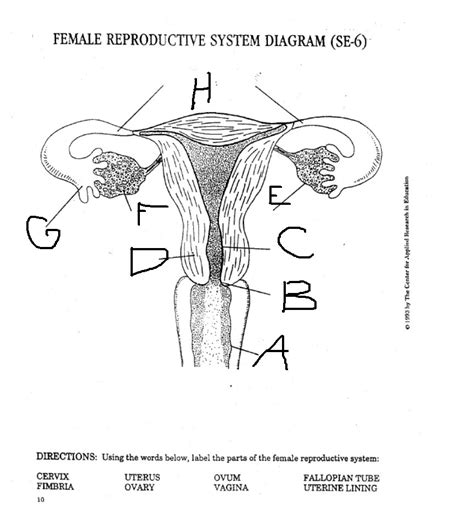 Female Reproductive System Diagram Se 6 Diagram Media