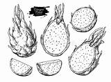 Dragonfruit Sommer Handgezogene Tropische Graviertes Vektorzeichnung sketch template