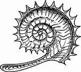 Ammonite Coloring Drawings Designlooter sketch template