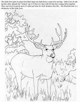 Coloring Deer Pages Hunting Mule Buck Doe Animals Printable 2630 Color Clipart Browning Library Drawing Carving Wood Popular Drawings Pattern sketch template