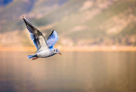 oiseau qui vole