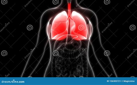 Anatom A De Los Pulmones Del Sistema Respiratorio De Los Rganos Del 268