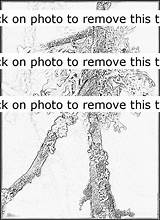 Lichens Designlooter sketch template