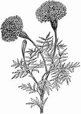 Marigold Botanical Marigolds Larkspur sketch template